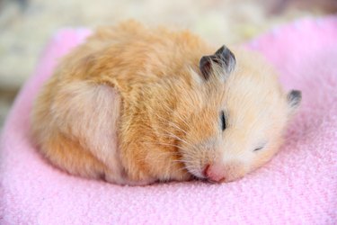 Hamster sleeping on a pink blanket