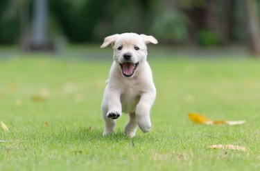 Happy puppy dog running on playground green yard