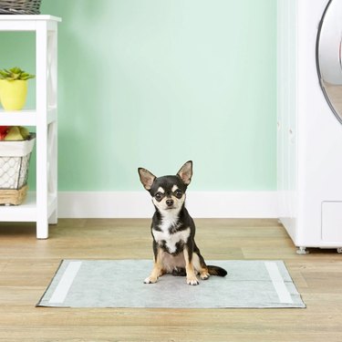 Black, tan, and white chihuahua sitting on a Glad puppy pee pad.