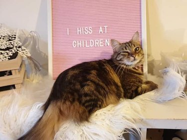 cat poses in front of funny letter board