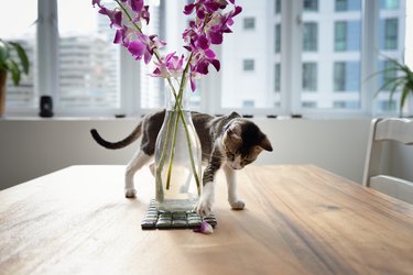 Young cat playing with a vase of flowers on a wood table