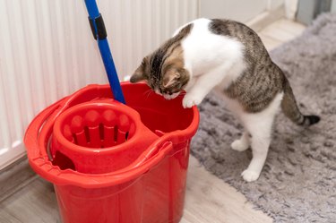 A cat is standing on its hind legs and leaning over, looking into a red mop bucket on the floor.