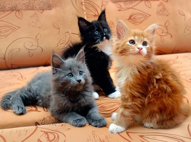 Three kittens sitting on a couch, one is black, another gray, and the other is ginger.