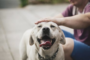 Dog being stroked by his owner