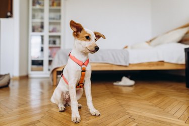 A cute puppy obediently sits on the floor at home