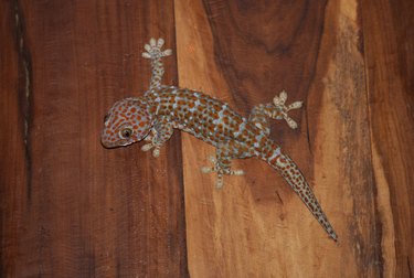 Tokay Gecko