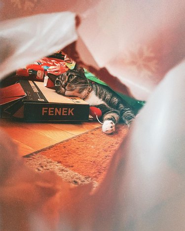 Cat laying in pile of Christmas wrapping paper.