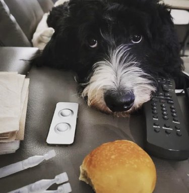 a bernese doodle with puppy dog eyes in front of a sandwich