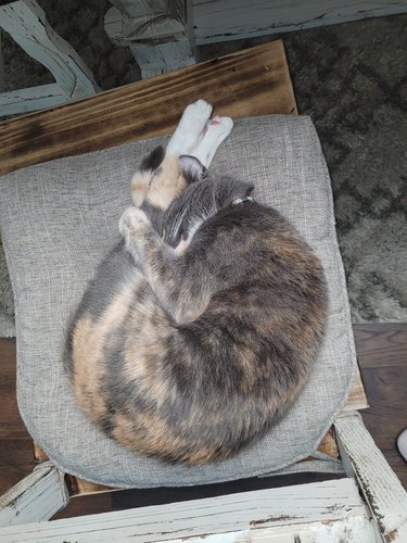 cat curled up tight taking a nap.