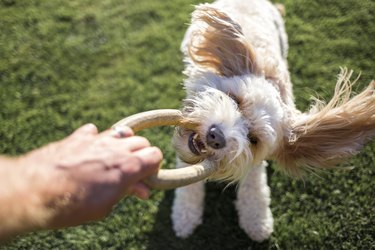 small dog playing happily with tug toy in grass