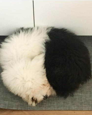 A sheepdog curled up in a ball.