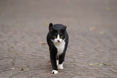 walking cat