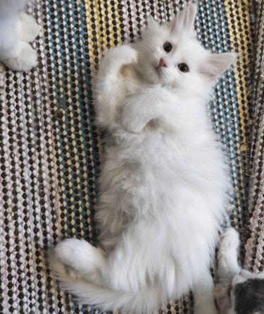 a fluffy white cat lying on their side on the ground.