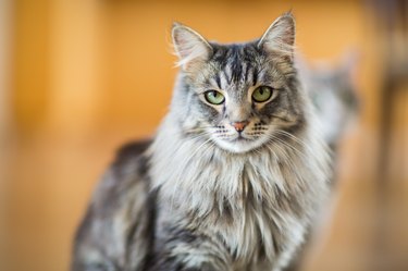 Maine Coon Cat Close-up Indoors