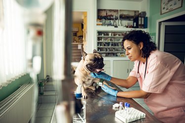 Veterinarian examining french bulldog