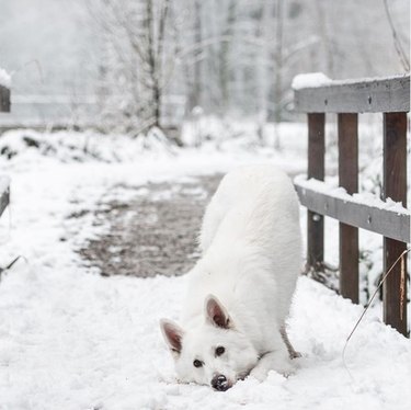 white shepherd dog in snow