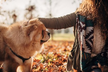 One woman cuddling with her dog outdoors in autumn park