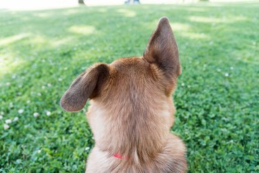 Rear View Of German Shepherd In Park