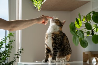 Hand of female owner playing with fluffy cute cat touches nose with finger. Pet lovers.