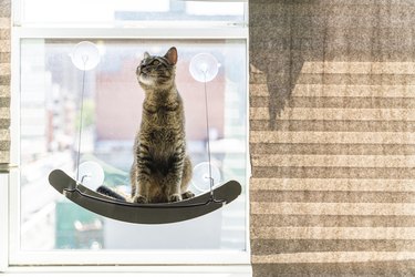 Cat is sitting on a cat perch mounted on a window and looking around.