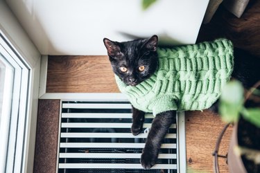 Portrait Of Black Cat In Costume At Home