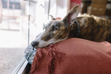 Cute dog on its bed