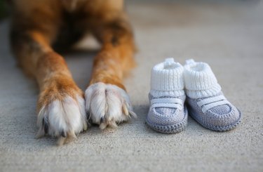 Dog Paws and Baby Shoes