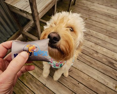 Terrier dog sniffing a sachet from the Nosey Nose scent game on a wood deck.