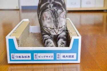 Cat sharpening claws on a cardboard scratcher