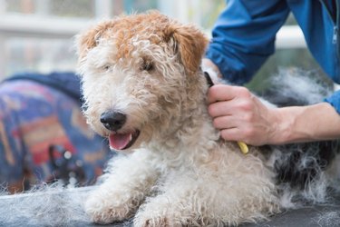 Lying Fox Terrier while trimming