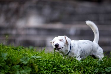 Jack Russell eats green grass