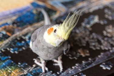 Grey Corella Parrot (Nymphicus hollandicus) sitting on the table.