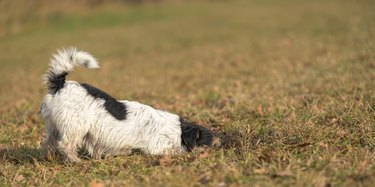 a small Jack Russell Terrier dog is digging in the meadow in autumn