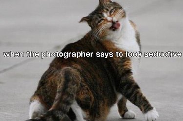 genuine pet memes that will make you laugh