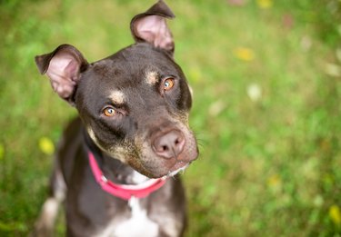 A Pit Bull Terrier mixed breed dog with a head tilt