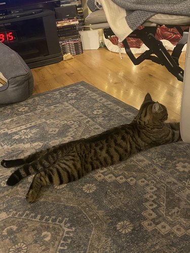 cat stretched out on stomach.