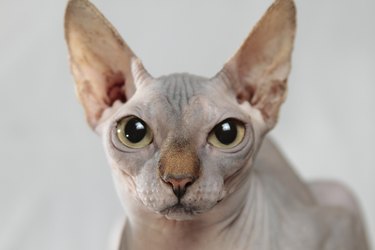 Sphynx cat