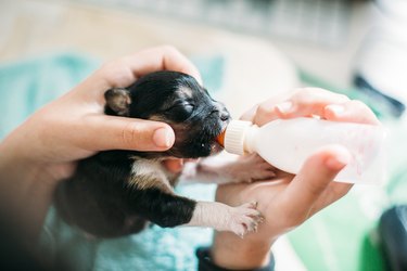 bottle feeding tiny black and tan newborn puppy