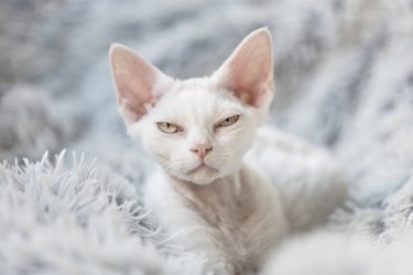 A grumpy white Devon Rex kitten