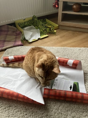 Ginger cat sits onto unrolled wrapping paper.