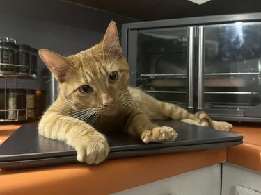 orange cat sleeping on laptop.