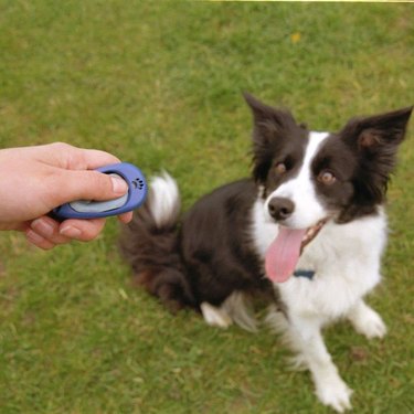 Hand using the COA Multi-Clicker to train an Australian Shepherd that's brown and white with pointed ears.