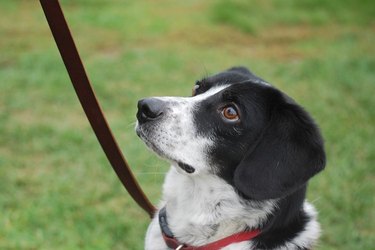 Black and white dog on leash outside on grass